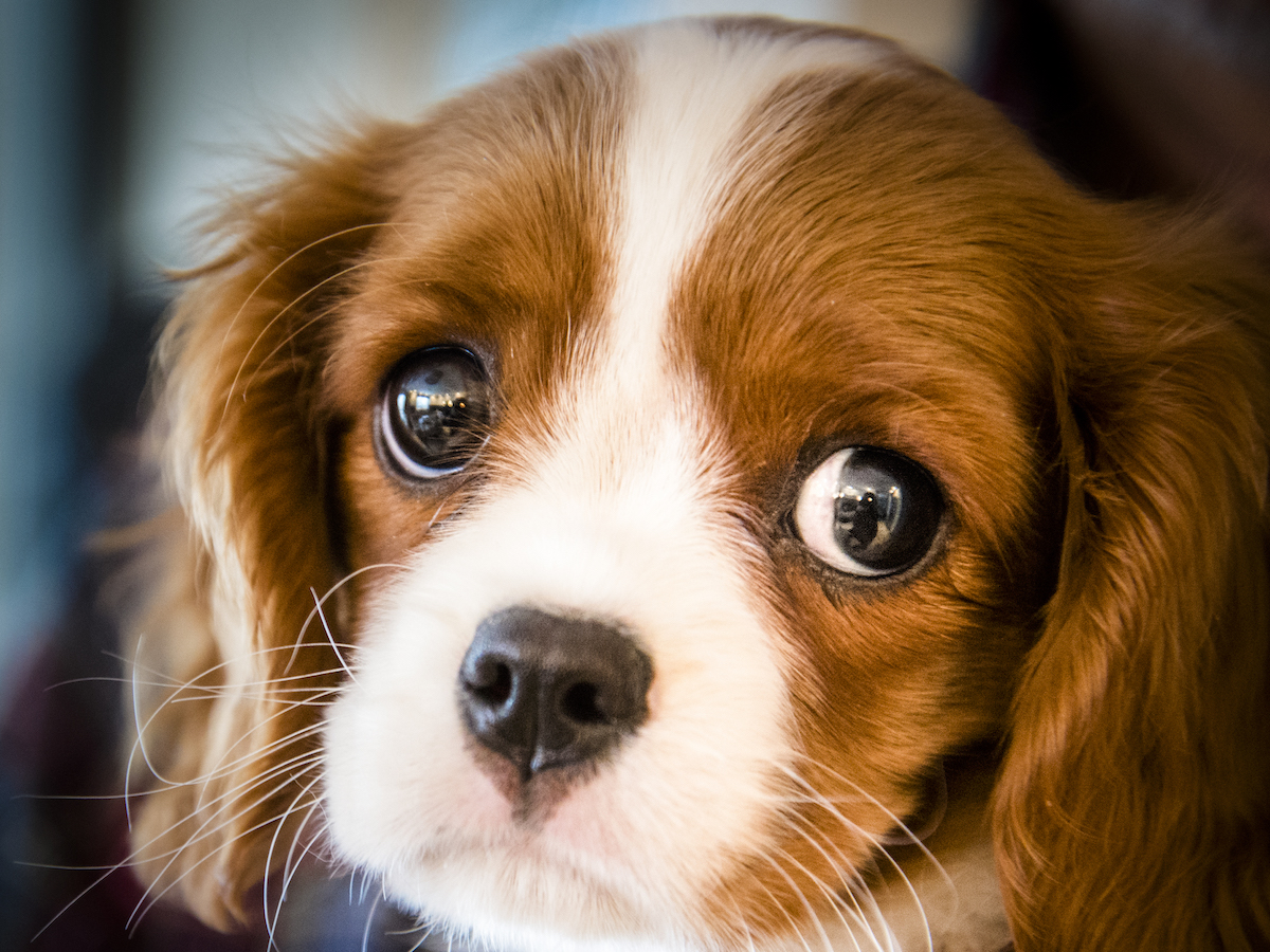 A Study Suggests an Evolution in Dogs\' Facial Expressions – The ...